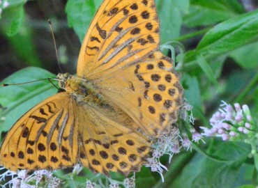 Argynnis paphia (Cengaver) – Ahmet Güngör, Samsun