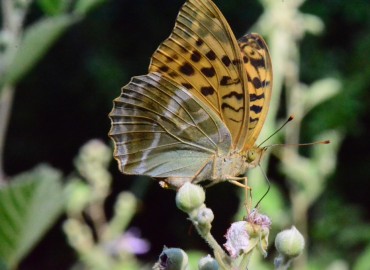 Argynnis paphia (Cengaver) – Ahmet Güngör, Samsun