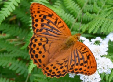 Argynnis paphia (Cengaver) – Ahmet Güngör, Samsun