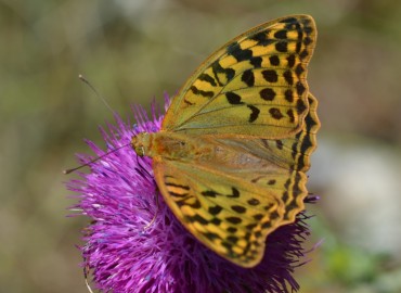 Argynnis pandora (Bahadır) – Ahmet Güngör, İzmir