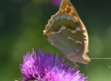 Argynnis pandora (Bahadır) – Ahmet Güngör, İzmir