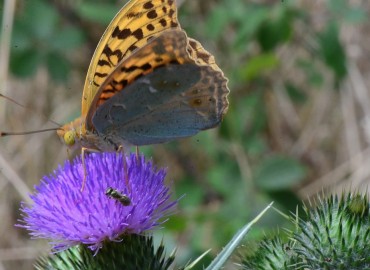 Argynnis pandora (Bahadır) – Ahmet Güngör, Samsun