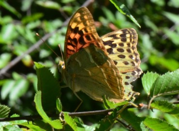 Argynnis pandora (Bahadır) – Ahmet Güngör, Samsun