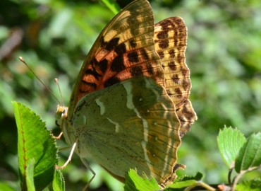 Argynnis pandora (Bahadır) – Ahmet Güngör, Samsun