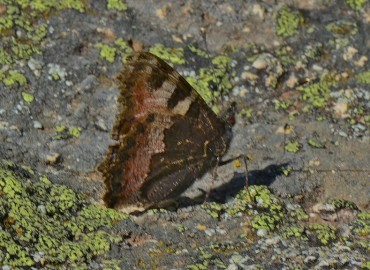 Aglais urticae (Isırgan Kelebeği) – Ahmet Güngör, Ordu