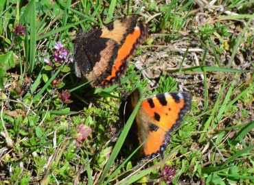 Aglais urticae (Isırgan Kelebeği) – Ahmet Güngör, Ordu