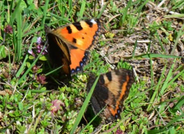Aglais urticae (Isırgan Kelebeği) – Ahmet Güngör, Ordu