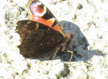 Aglais io (Tavus Kelebeği) – Ahmet Güngör, Samsun