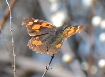 Libythea celtis (Çitlembik Kelebeği) – Ahmet Güngör, İzmir