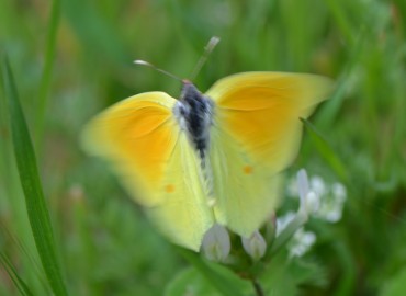 Gonepteryx cleopatra (Linnaeus, 1767) (Kleopatra) – Ahmet Güngör, İzmir