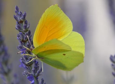 Gonepteryx cleopatra (Linnaeus, 1767) (Kleopatra) – Ahmet Güngör, İzmir