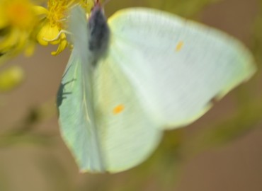 Gonepteryx cleopatra (Linnaeus, 1767) (Kleopatra) – Ahmet Güngör, İzmir