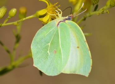 Gonepteryx cleopatra (Linnaeus, 1767) (Kleopatra) – Ahmet Güngör, İzmir