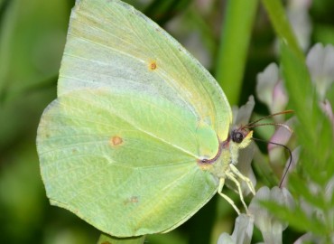 Gonepteryx cleopatra (Linnaeus, 1767) (Kleopatra) – Ahmet Güngör, İzmir