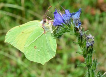 Gonepteryx rhamni (Linnaeus, 1758) (Orakkanat) – Ahmet Güngör, Ordu