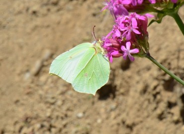 Gonepteryx rhamni (Linnaeus, 1758) (Orakkanat) – Ahmet Güngör, Ordu