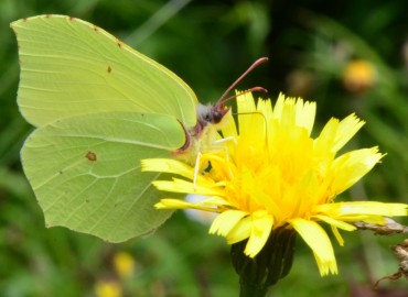 Gonepteryx rhamni (Linnaeus, 1758) (Orakkanat) – Ahmet Güngör, Ordu