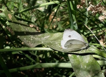 Pieridae (Beyaz ve Sarı Kelebekler) – Yasin Çalışkan, Konya