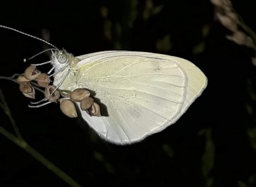 Pieridae (Beyaz ve Sarı Kelebekler) – Yasin Çalışkan, Konya