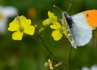 Anthocharis cardamines (Linnaeus, 1758) – turuncusüslü – Ahmet Güngör, İzmir