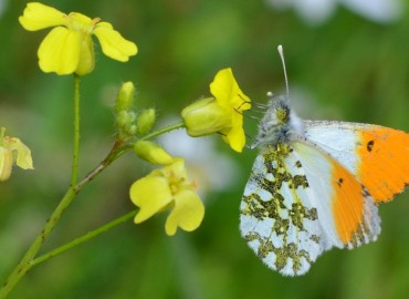 Anthocharis cardamines (Linnaeus, 1758) – turuncusüslü – Ahmet Güngör, İzmir