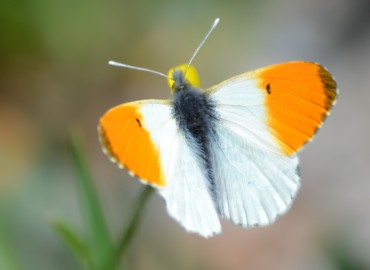 Anthocharis cardamines (Linnaeus, 1758) – turuncusüslü – Ahmet Güngör, İzmir