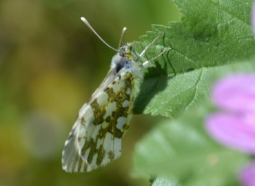 Anthocharis cardamines (Linnaeus, 1758) – turuncusüslü – Ahmet Güngör, İzmir