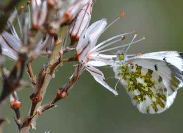 Anthocharis cardamines (Linnaeus, 1758) – turuncusüslü – Ahmet Güngör, İzmir