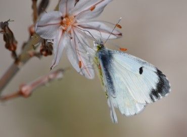 Anthocharis cardamines (Linnaeus, 1758) – turuncusüslü – Ahmet Güngör, İzmir