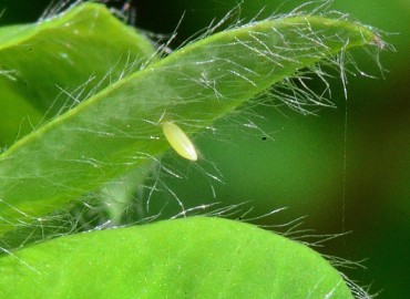 Leptidea sinapis (Linnaeus, 1758) (Narin Orman Beyazı) – Ahmet Güngör, Samsun