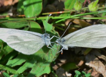 Leptidea sinapis (Linnaeus, 1758) (Narin Orman Beyazı) – Ahmet Güngör, Samsun