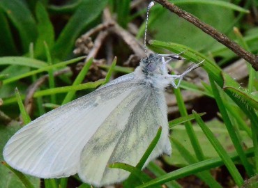 Leptidea sinapis (Linnaeus, 1758) (Narin Orman Beyazı) – Ahmet Güngör, Samsun