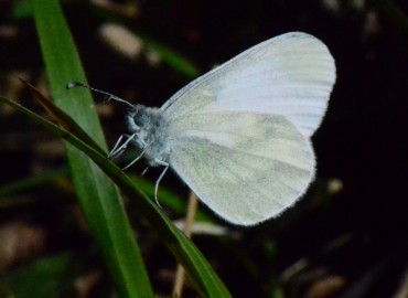 Leptidea sinapis (Linnaeus, 1758) (Narin Orman Beyazı) – Ahmet Güngör, Samsun