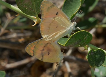 Colotis fausta (Olivier, 1804) Mezopotamya kolotisi – Ahmet Güngör, Şanlıurfa