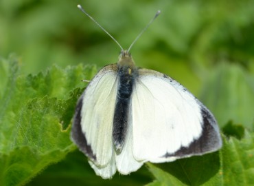 Pieris brassicae (Büyük Beyazmelek) – Ahmet Güngör, İzmir