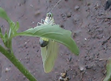 Pieris brassicae (Büyük Beyazmelek) – Ahmet Güngör, İzmir