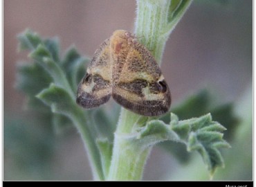 Ricania hedenborgi (Stroud, 1865)	Info