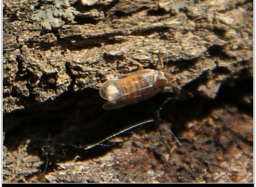 Hyalesthes obsoletus (Signoret, 1865)