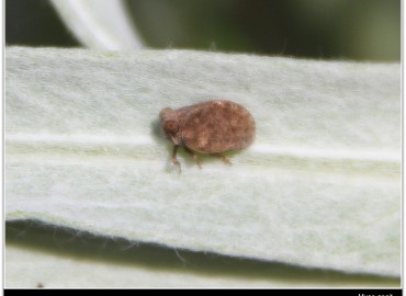 Agalmatium bilobum (Fieber, 1877)