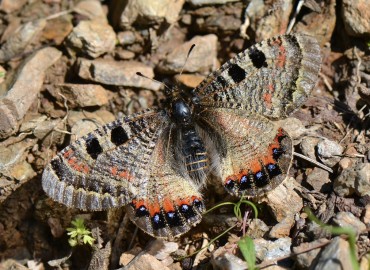 Archon apollinus (Yalancı Apollo) – Ahmet Güngör, İzmir