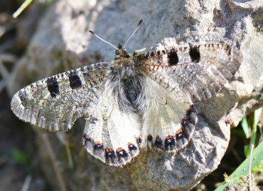 Archon apollinus (Yalancı Apollo) – Ahmet Güngör, İzmir