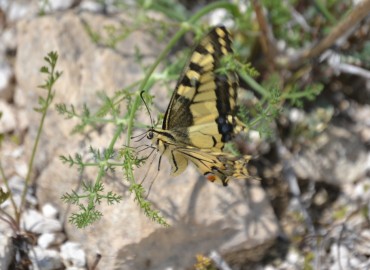 Papilio machaon (Kırlangıçkuyruk) – Ahmet Güngör, İzmir