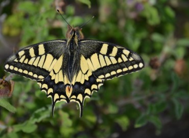 Papilio machaon (Kırlangıçkuyruk) – Ahmet Güngör, İzmir