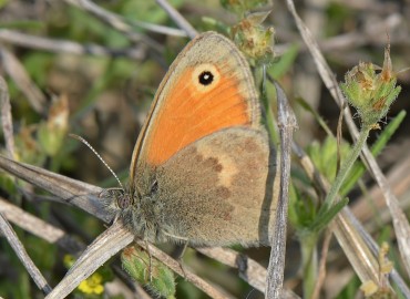Coenonympha pamphilus (Küçük Zıpzıp Perisi) – Ahmet Güngör, Manisa