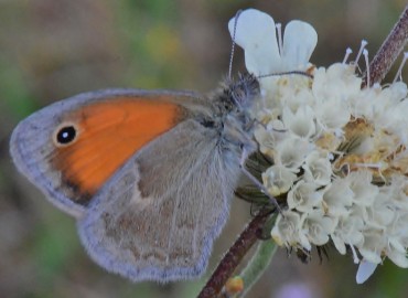 Coenonympha pamphilus (Küçük Zıpzıp Perisi) – Ahmet Güngör, Ordu