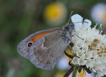Coenonympha pamphilus (Küçük Zıpzıp Perisi) – Ahmet Güngör, Ordu