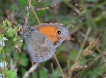 Coenonympha pamphilus (Küçük Zıpzıp Perisi) – Ahmet Güngör, Ordu