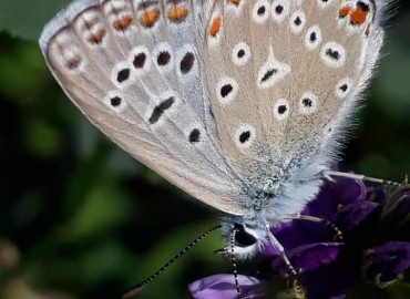 Lycaenidae (Su Güzelleri) – Yasin Çalışkan, Konya