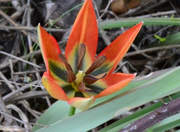 Tulipa orphanidea Boriss. ex Heldr.