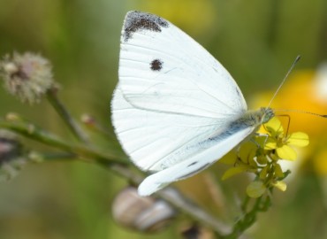 Pieris rapae (Küçük beyazmelek) – Ahmet Güngör, İzmir